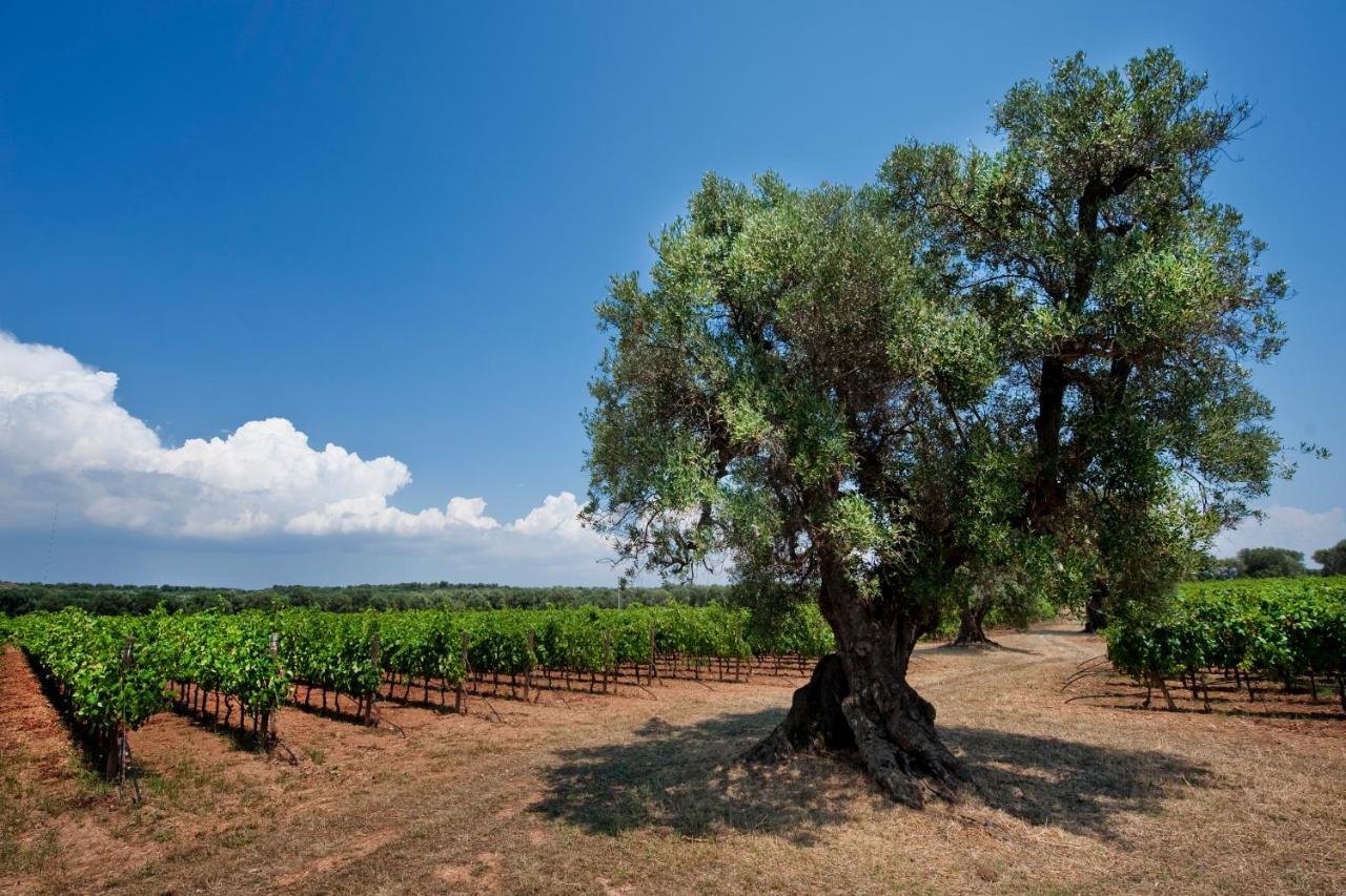 Masseria Le Fabriche มารุจจิโอ ภายนอก รูปภาพ